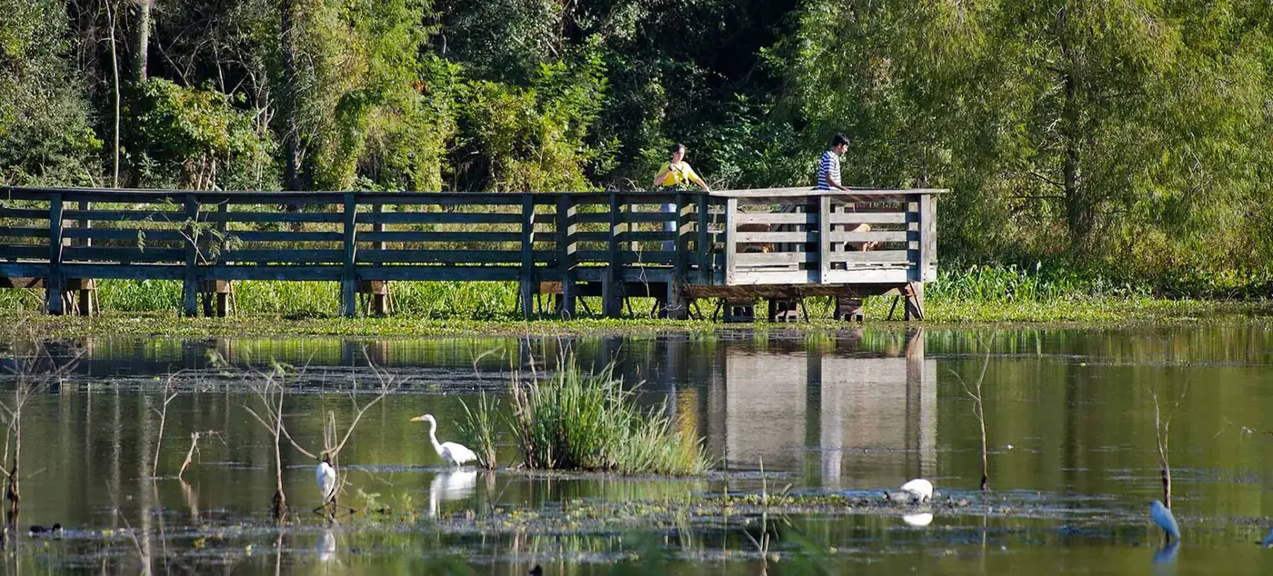 Alligator at Brazos Bend State Park