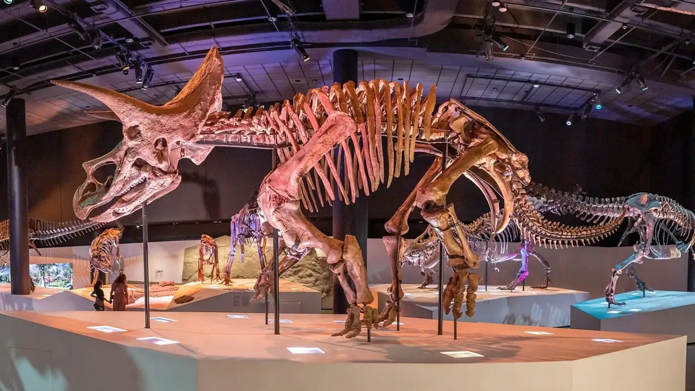 Dinosaur exhibit at Houston Museum of Natural Science